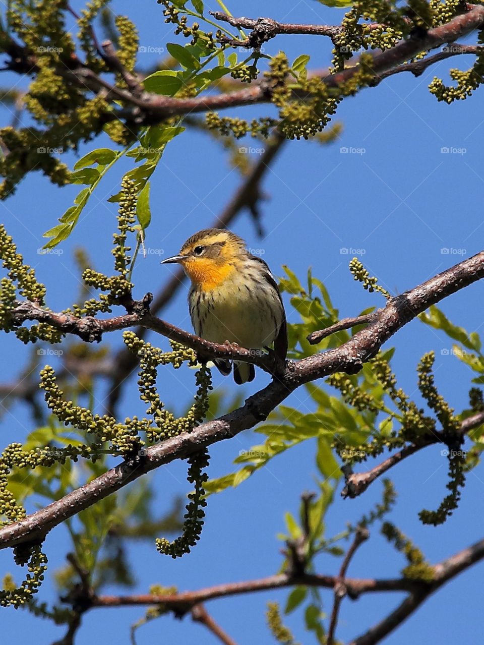 blackburnian warbler