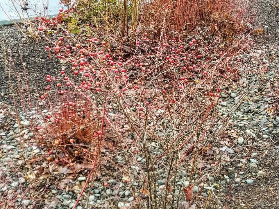 shrub with red berries