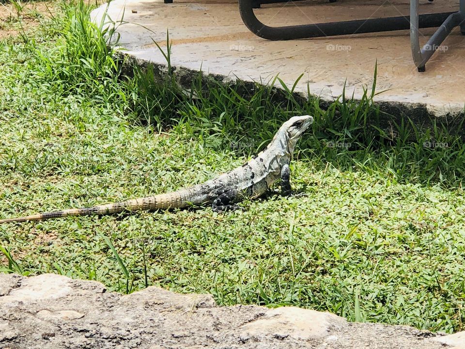 Iguana