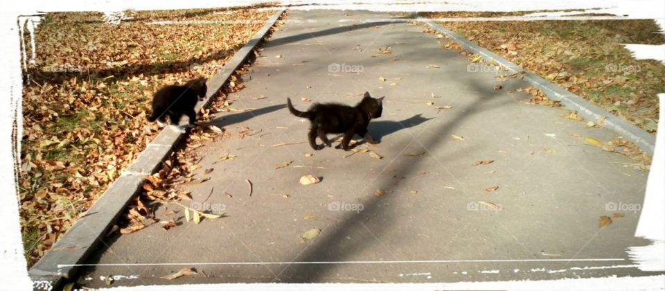 small kittens play in the street