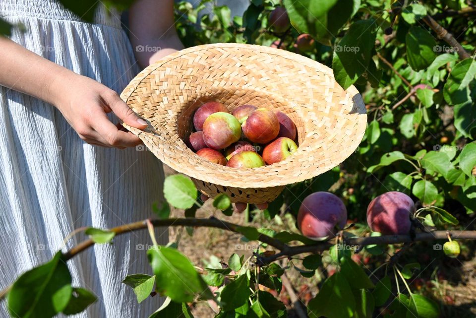 Complementary Colors, Red Apples