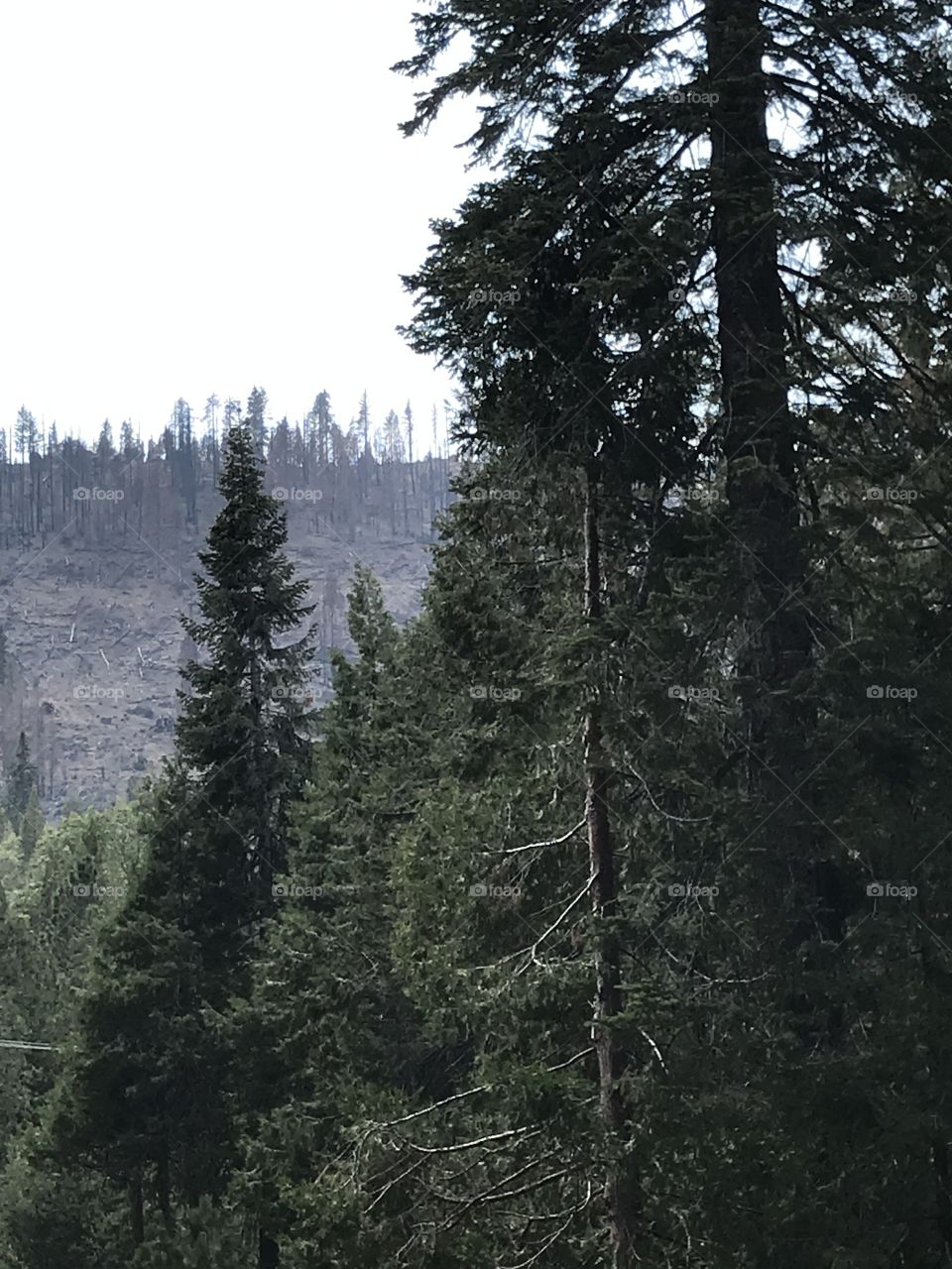 Forests in the mountains. It is natural beauty at its best. A sight for sore eyes.