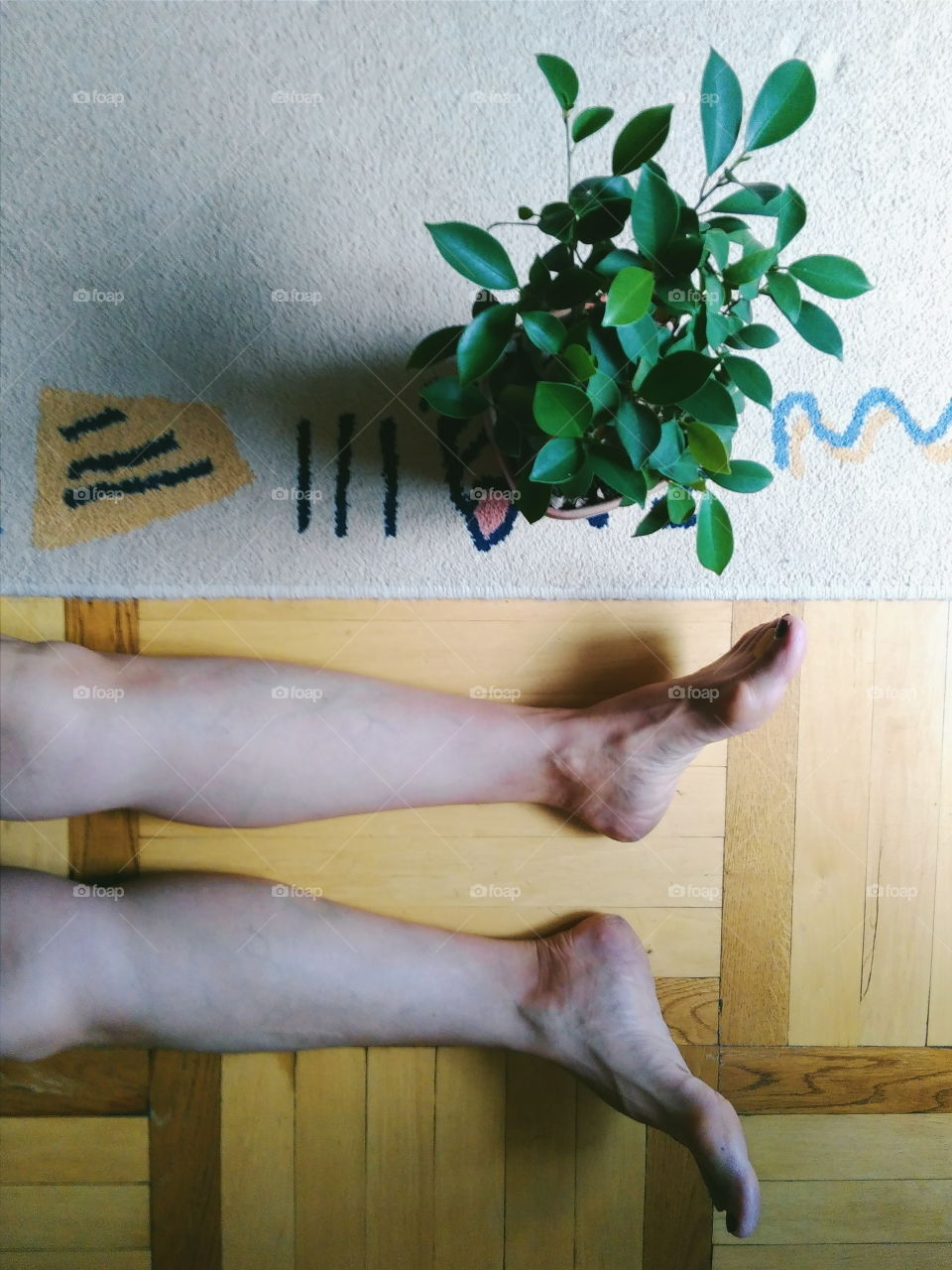 houseplant ficus and legs girls