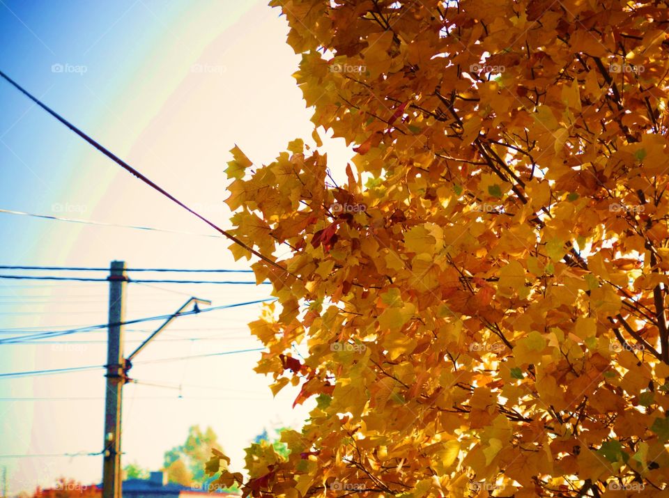 Autumn tree