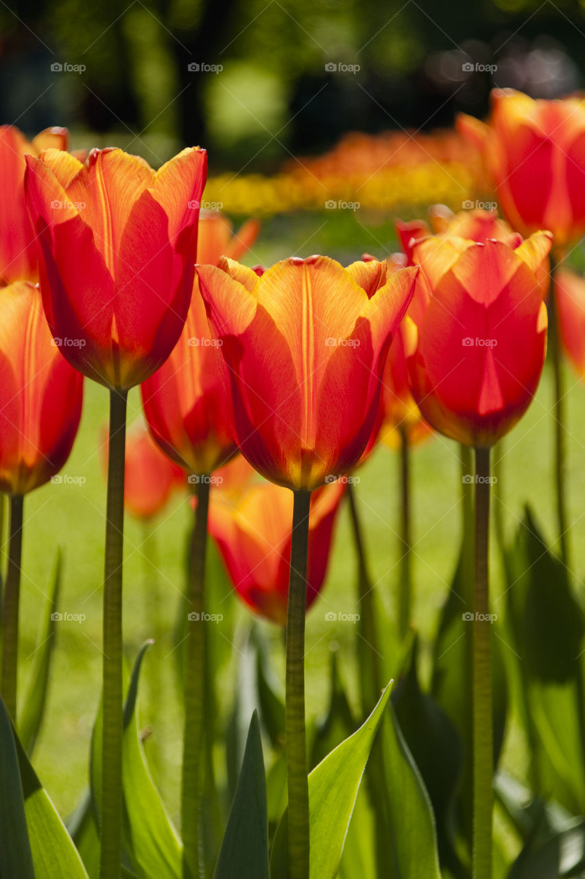 Spring tulips