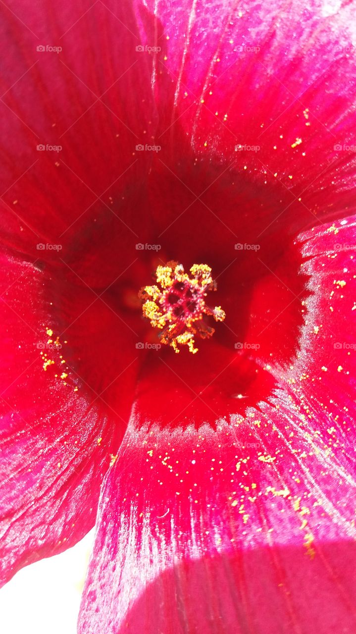 flower center close up