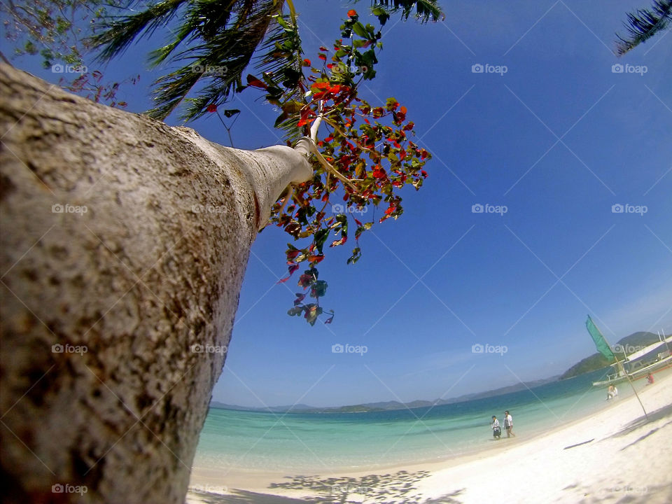island tree at the white sand beach during summer