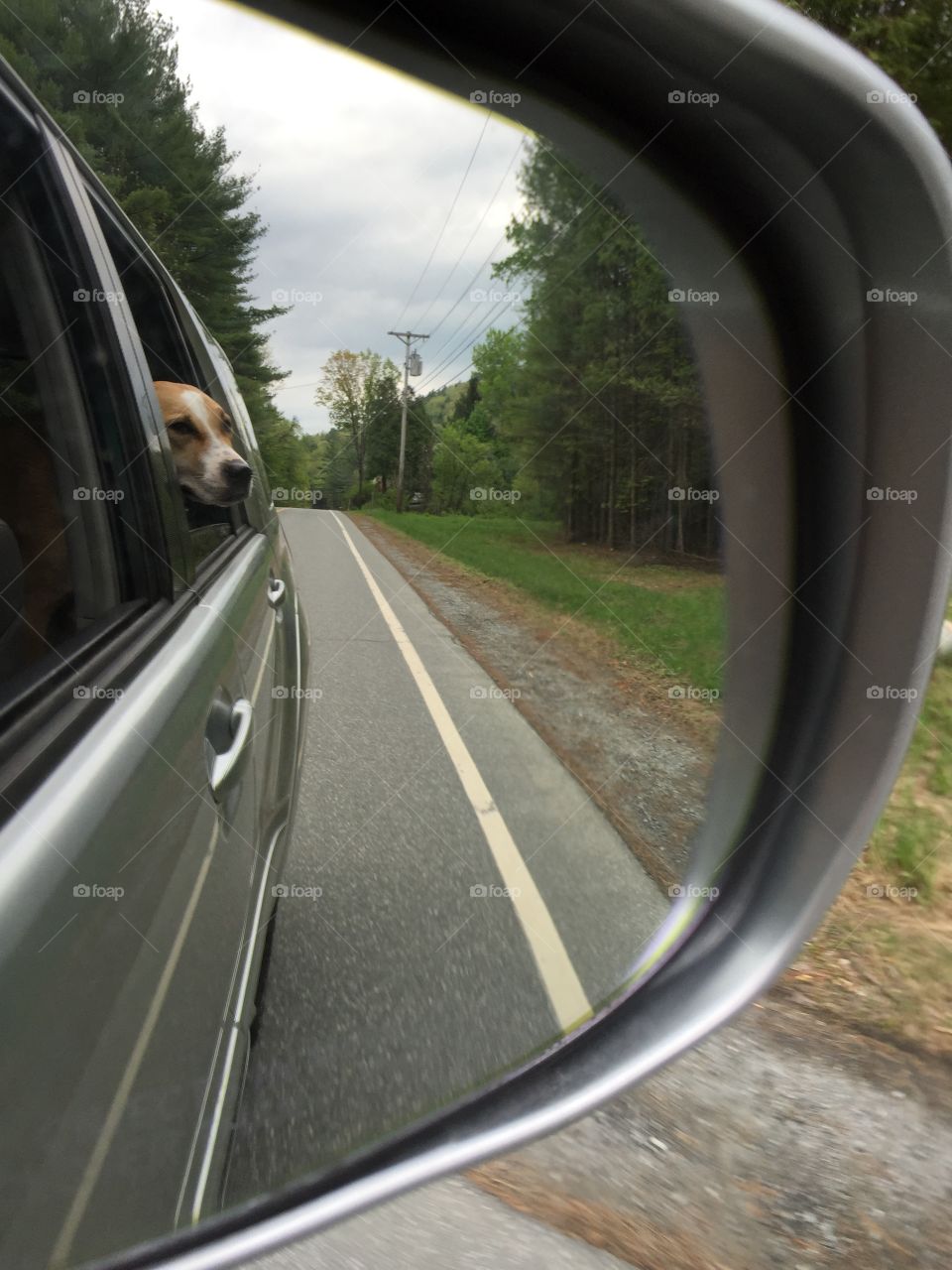 Dog hanging out window. Dog hanging out suv window
