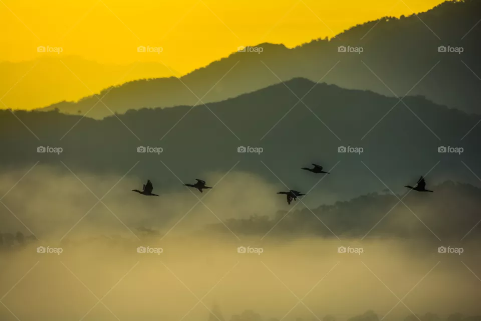 Mountain and flying birds in the morning