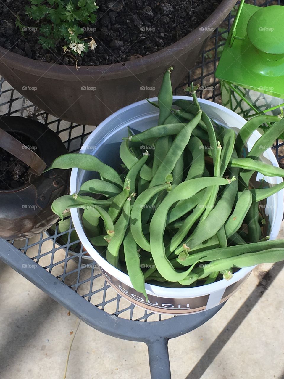 Summer pole beans. 