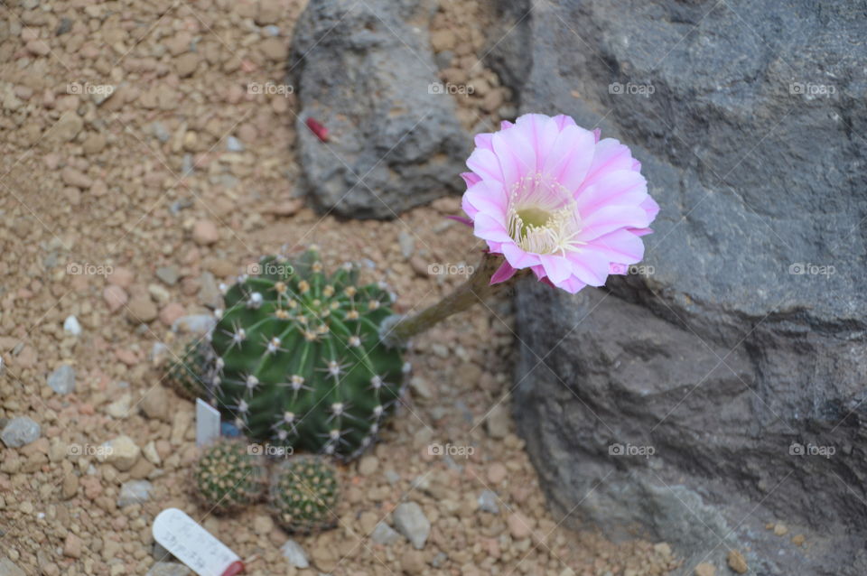 Flower Growing Out Of A Cactus
