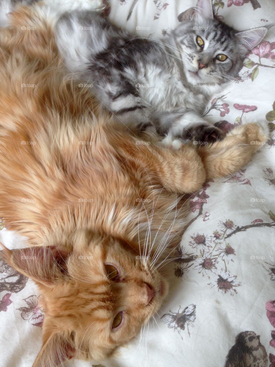 Mainecoon double trouble