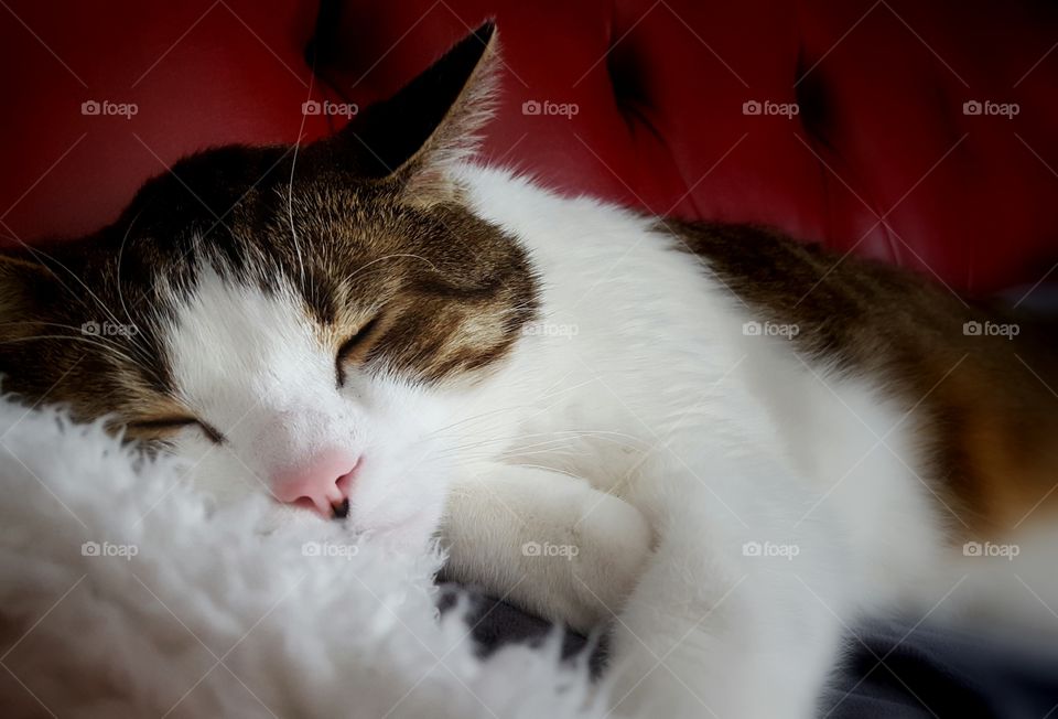 Nothing is fluffier than me,  except maybe this blanket...