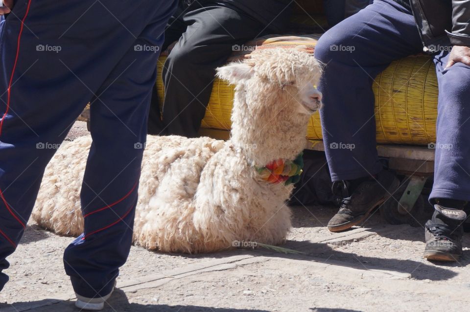 Photo op alpacas