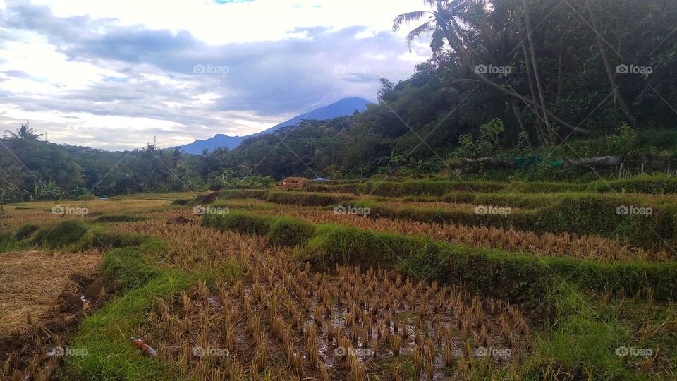 The view of the rice fields after harvesting in the afternoon
