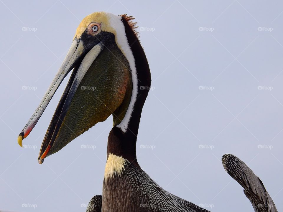 Close-up of a pelican