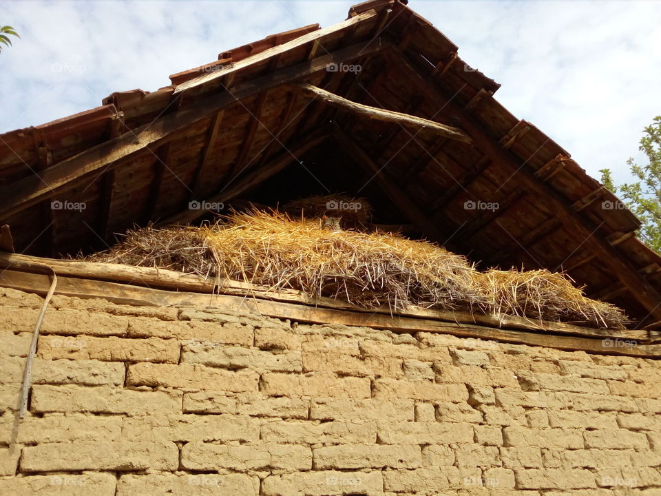 cat resting in the straw