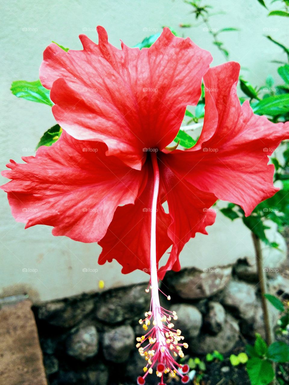 Beautiful "Jashon flower" HD image