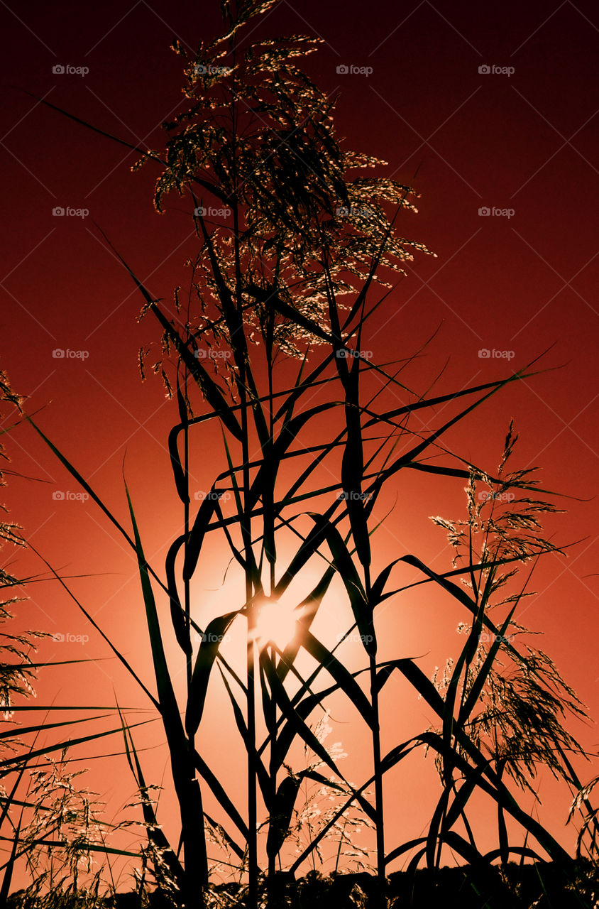 Captivating Illuminating Sunrays!
It is a dazzle with splendor and a soul-swelling experience to capture brilliant sunrays! Between the gaps in the forests canopy and the tall grasses, lances of molten gold beams splash through the atmosphere and onto the earth!