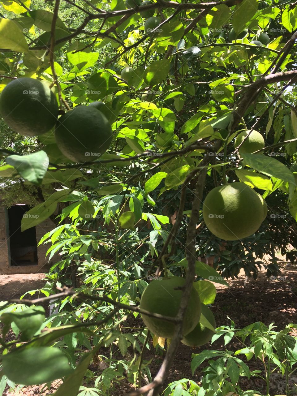 Naranjas de mi jardín 