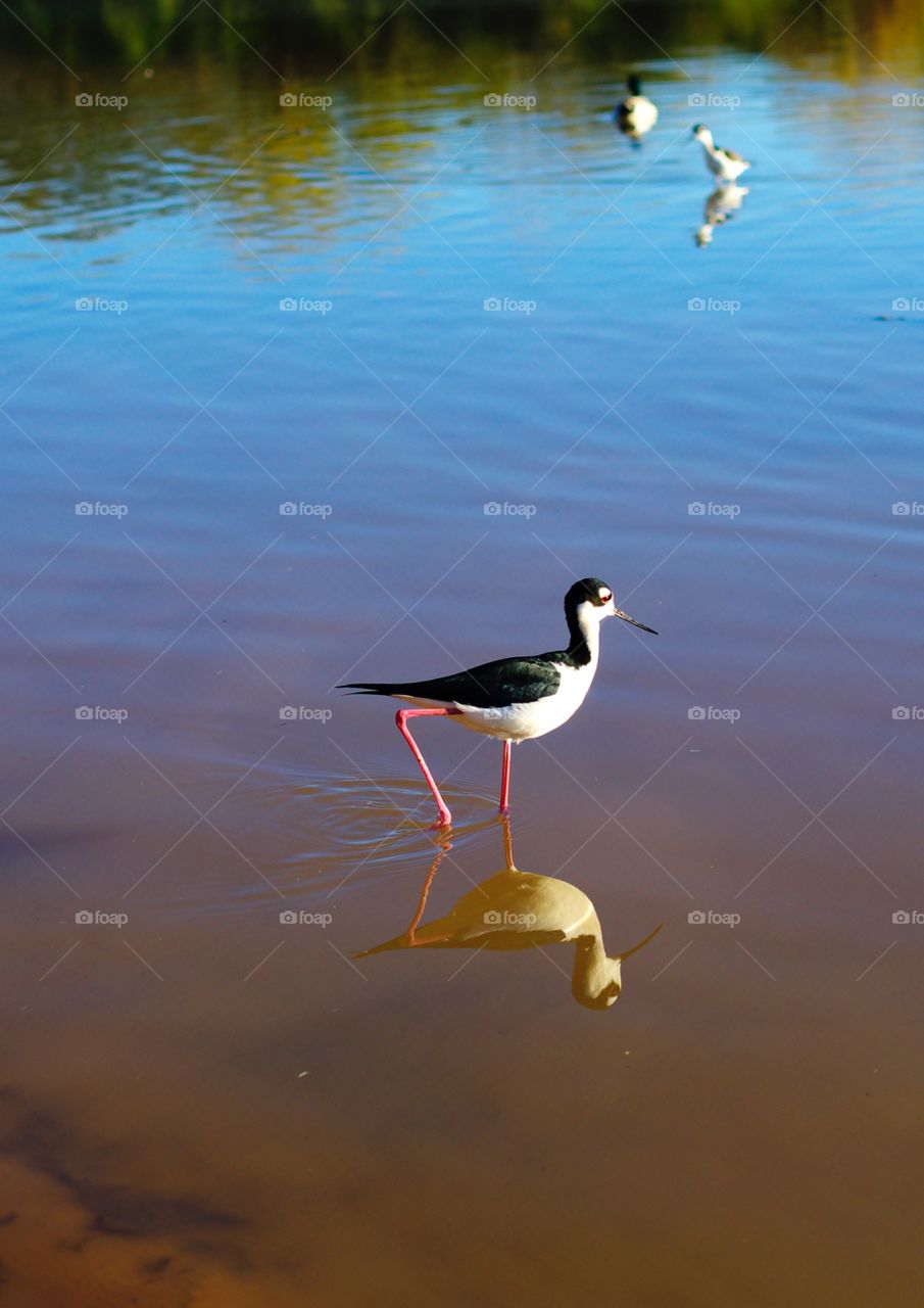 Reflection of a bird 