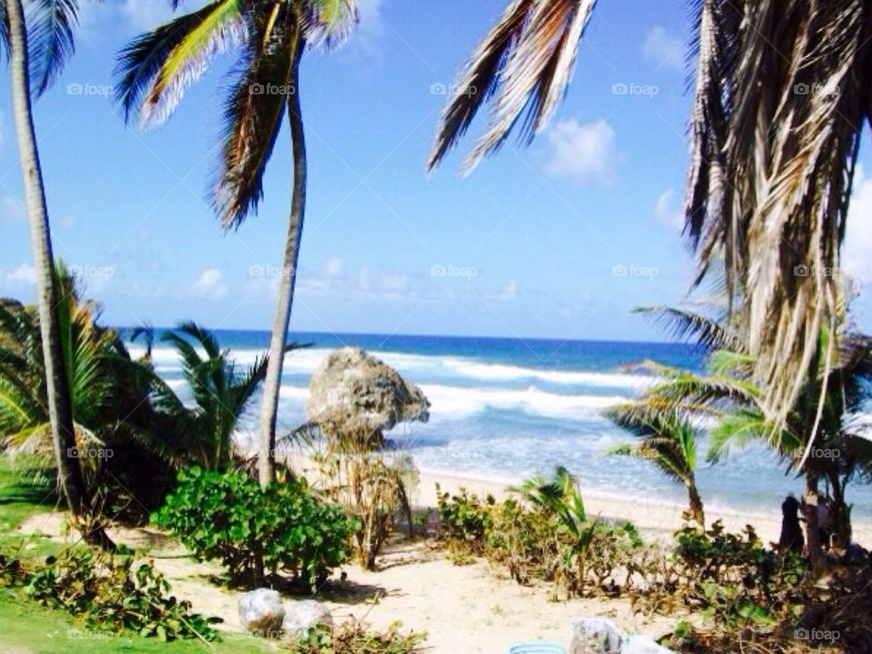 Beach . Barbados 