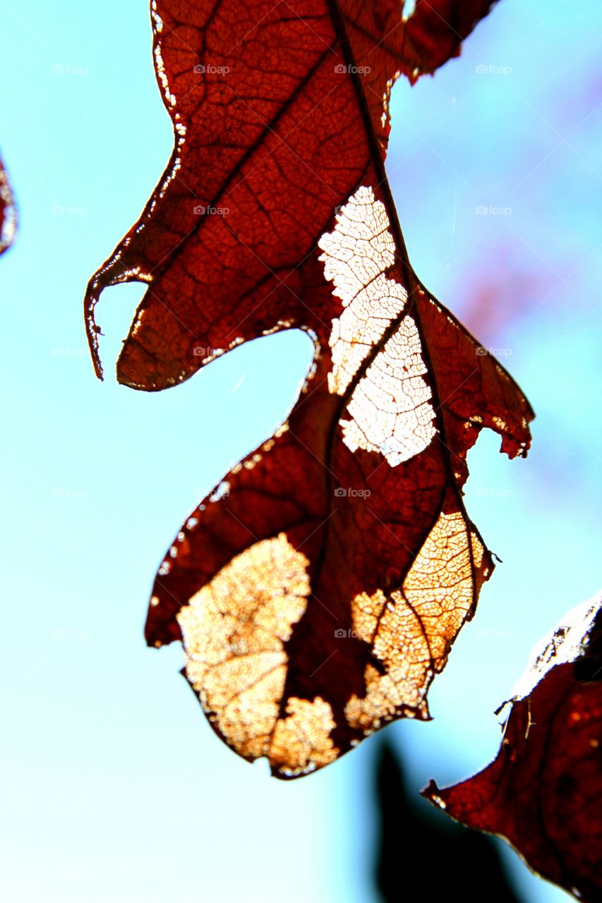 leaf tirning into lace on tree.  looks like a butterfly wing