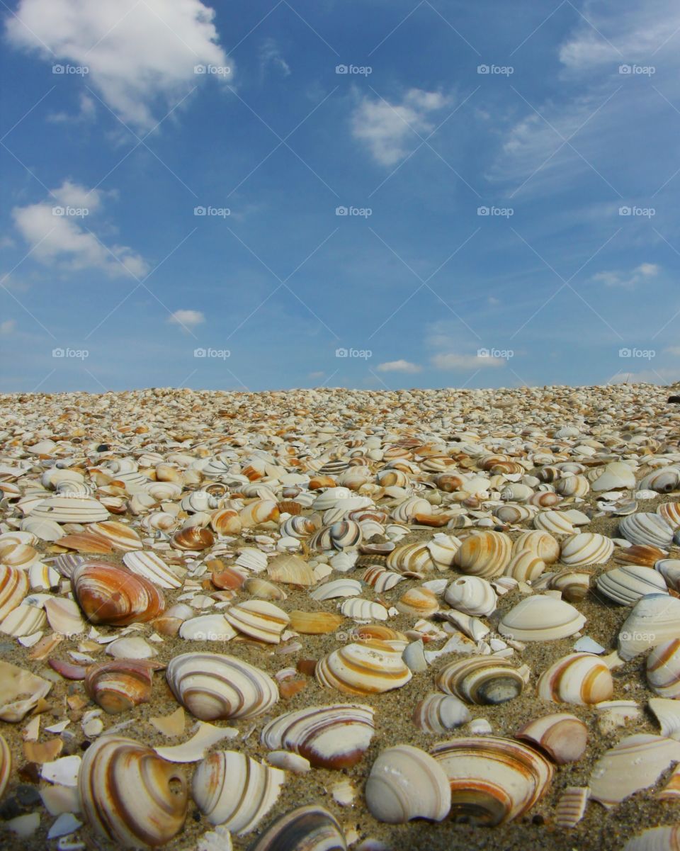 Shell seashells at beach on sunny day with clear blue sky