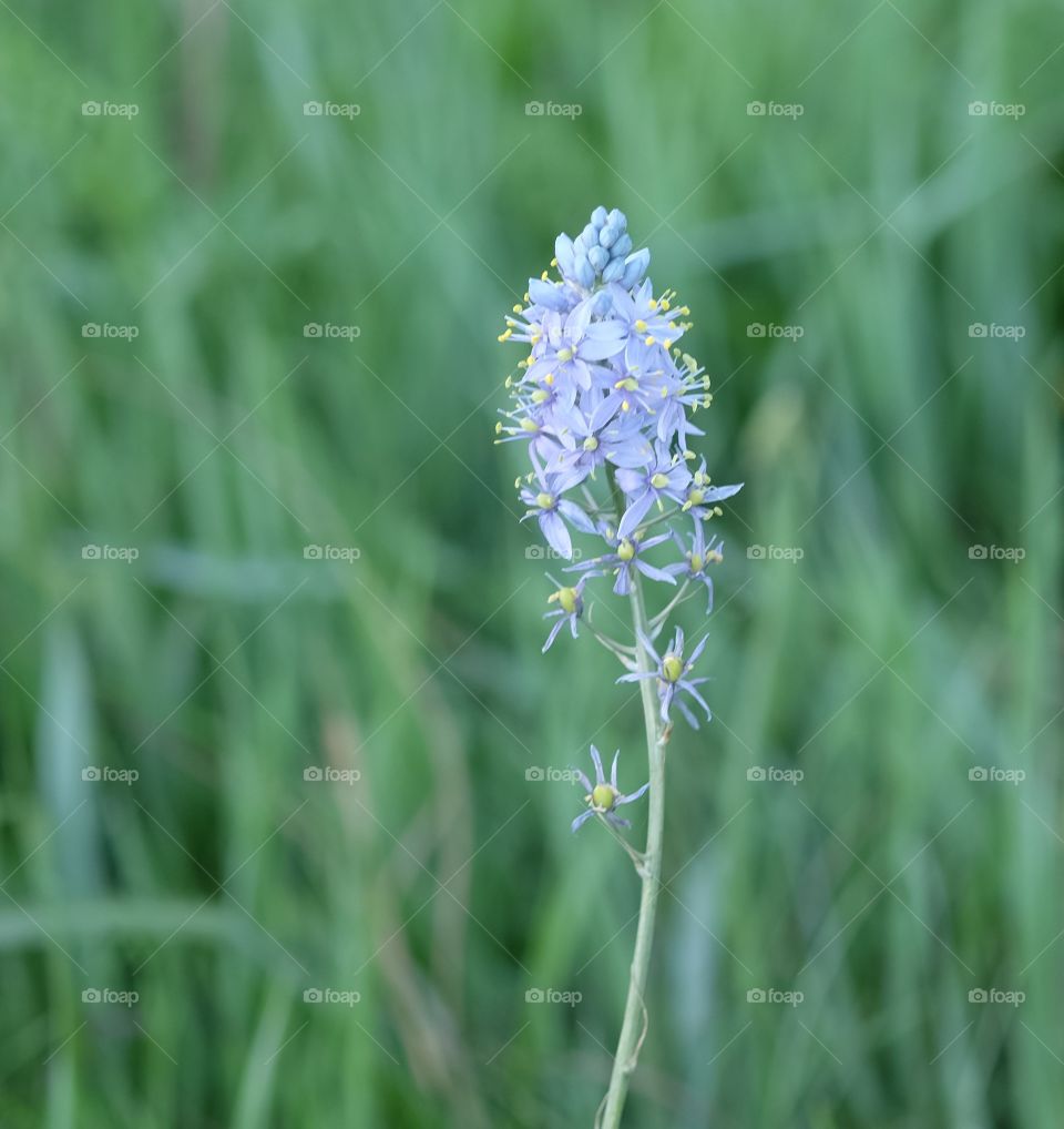 Beautiful wildflower 