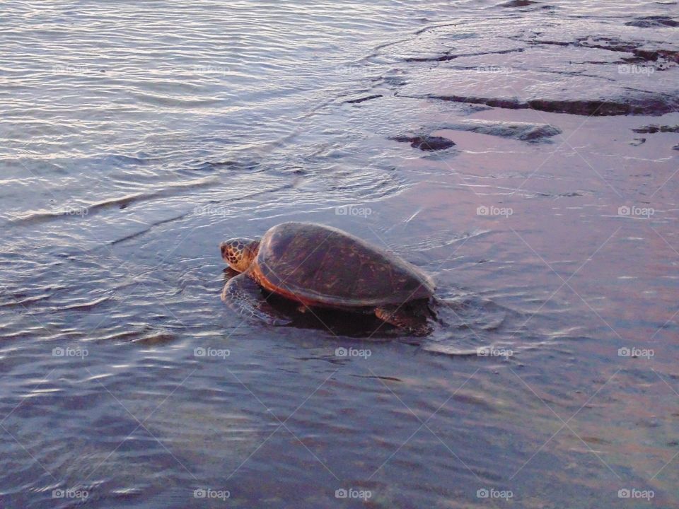 Sea turtle watching the sunset