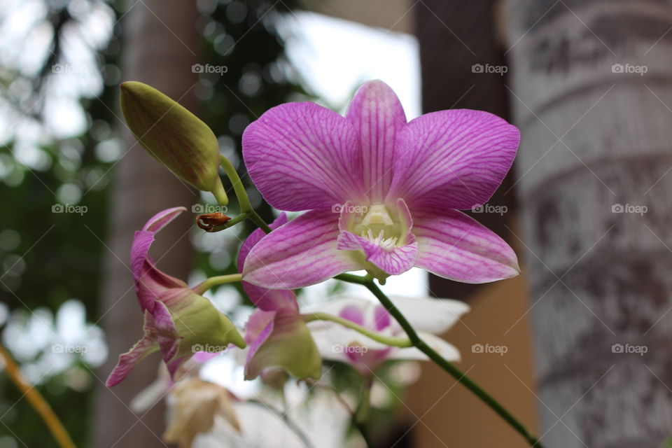 Beautiful orchid at Pattaya Thailand 