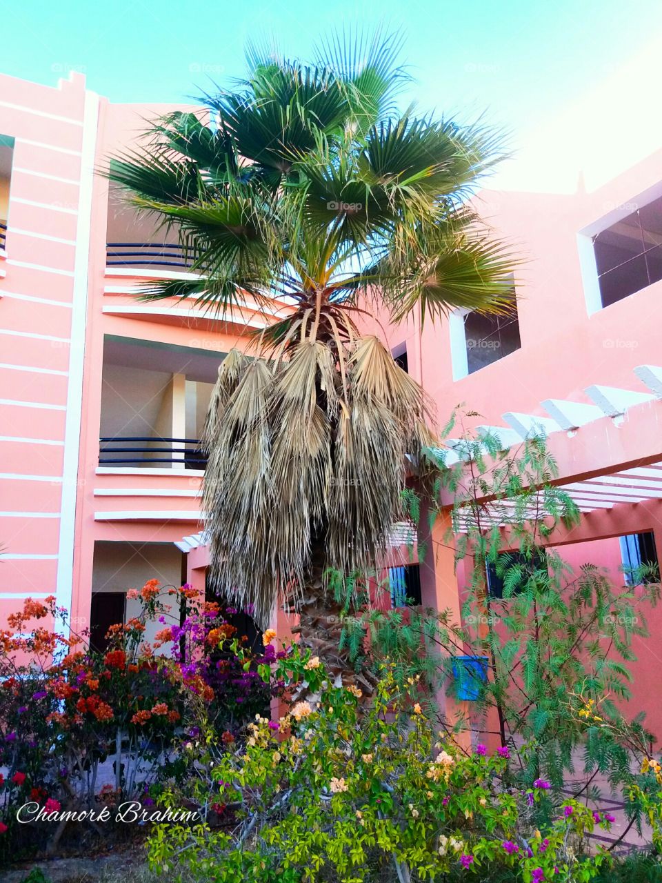 A beautiful palm tree and some flowers in my school where I teach ..