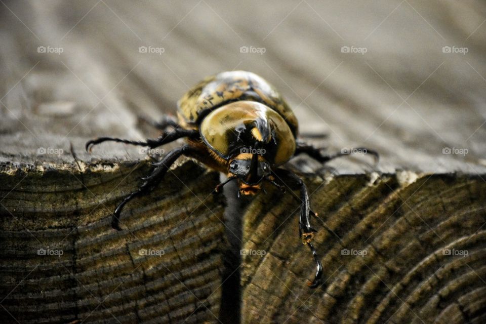 Eastern Hercules Beetle 
