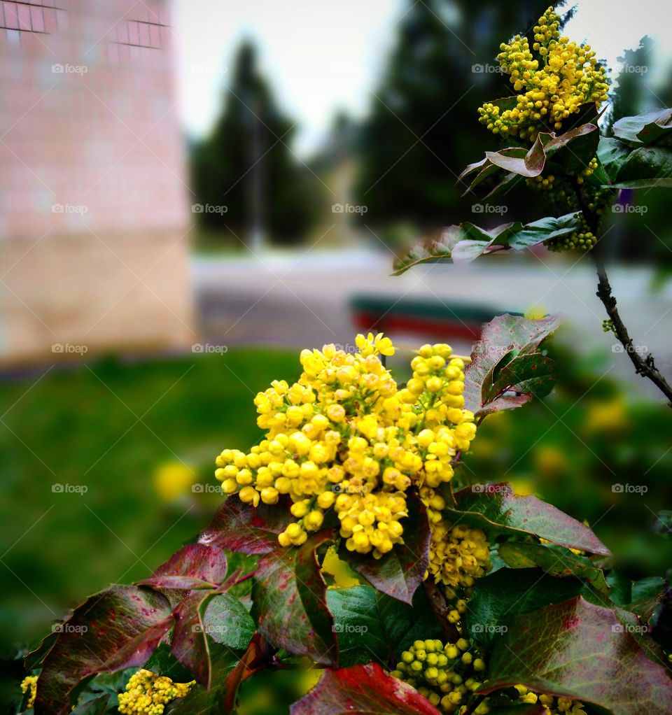 прекрасное цветение желтих цветов
