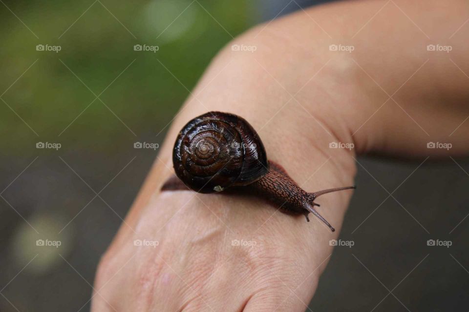 Snail