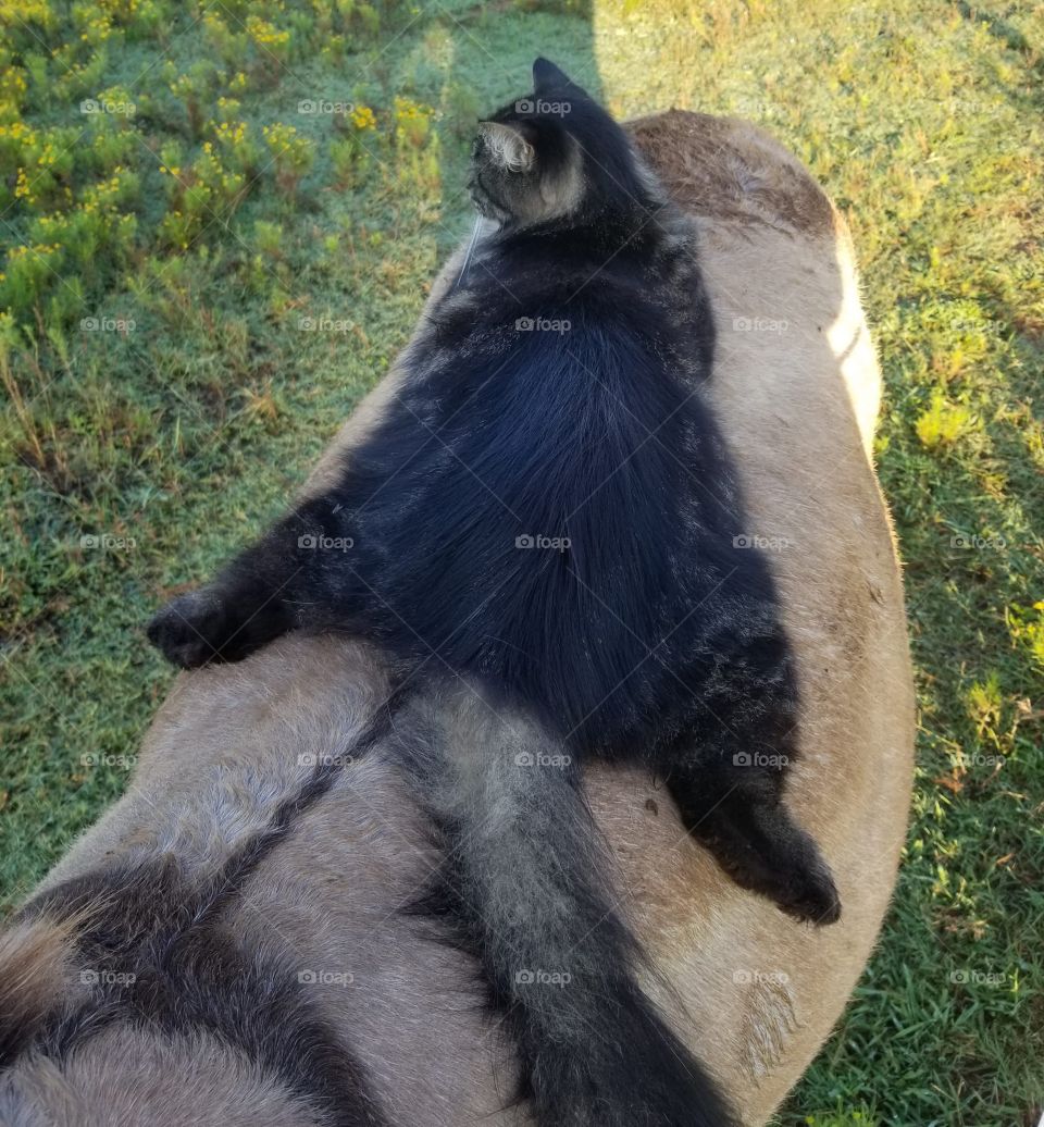 Cat riding donkey 