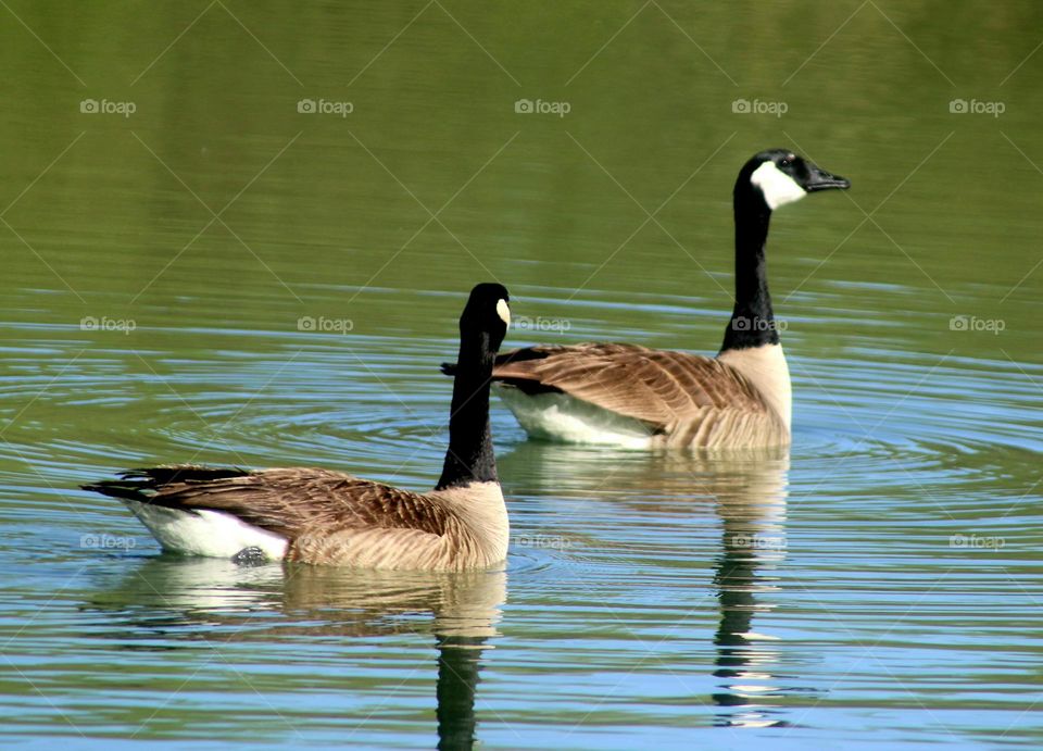 Canadian Geese on the Lake