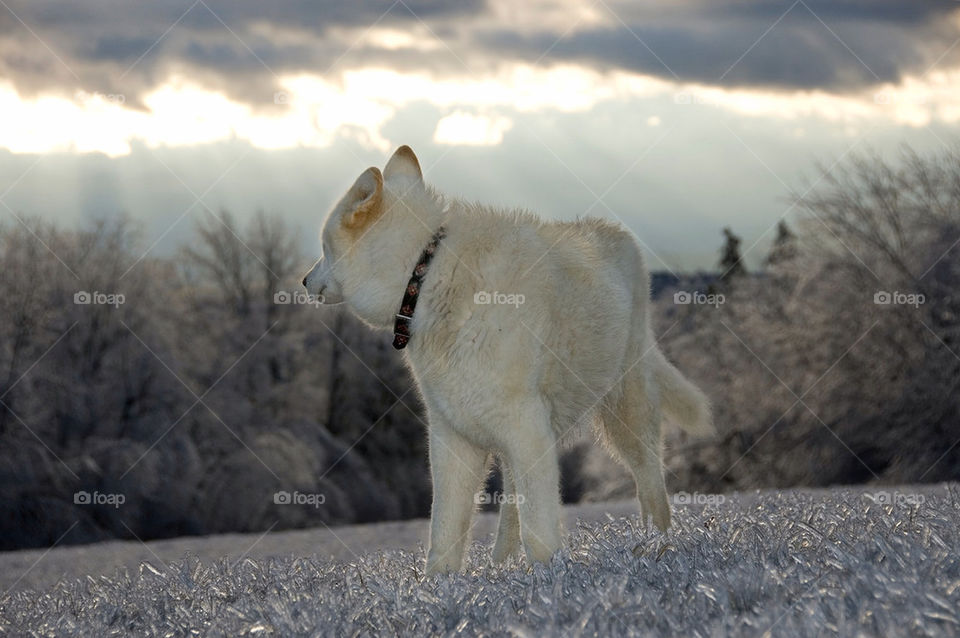 Samoyed Shepherd wolf poses on an icy field at sunset