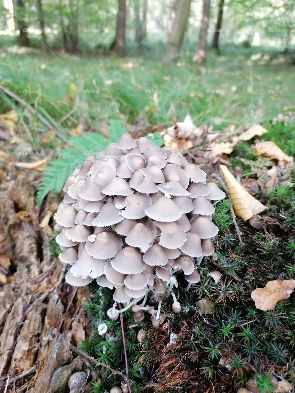 Mushroom