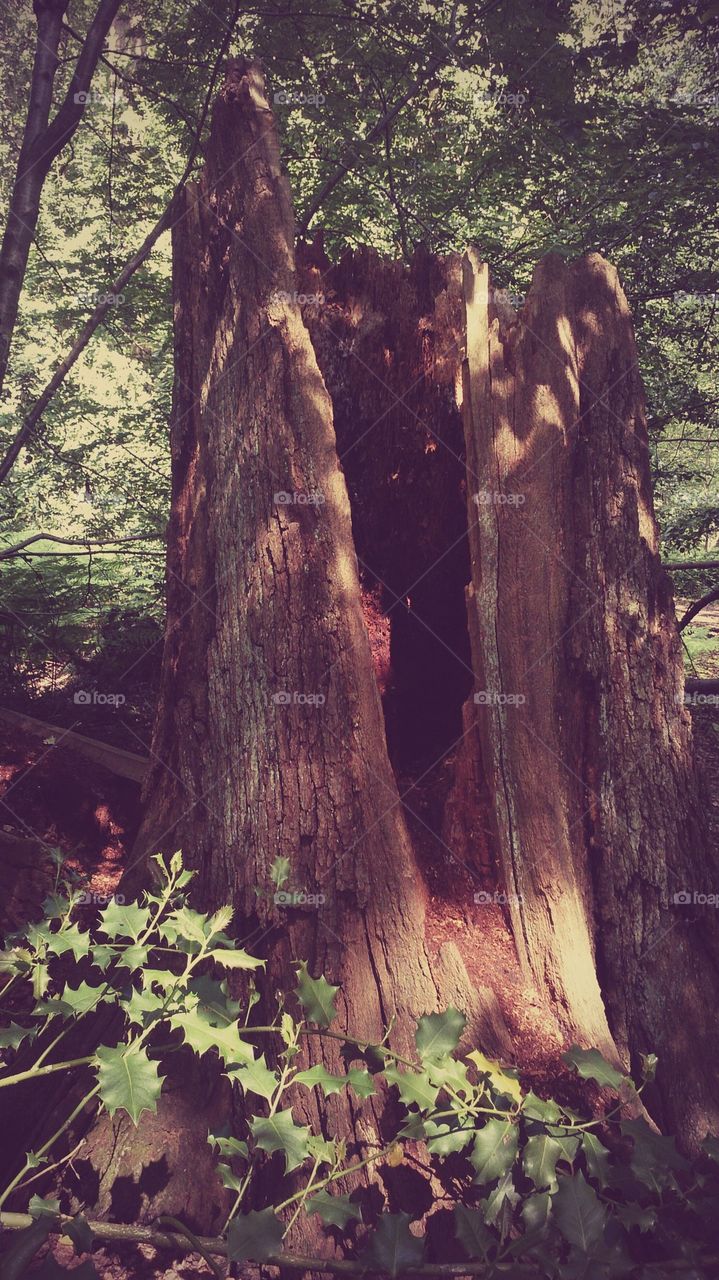 Split Tree Stump 