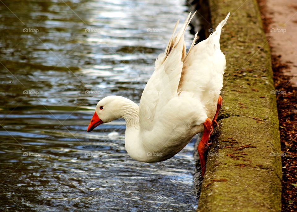 Animals, swan, bird, water, jump
