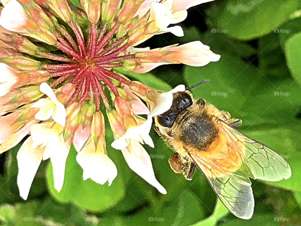 Bee on weed