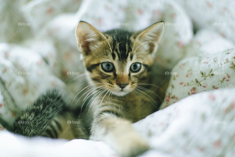 Kitten on bedsheet