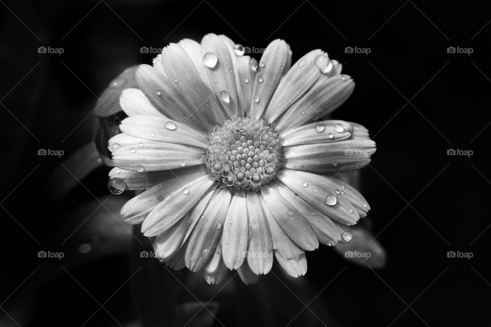 One blooming flower with water droplets in black and white, shot from above 