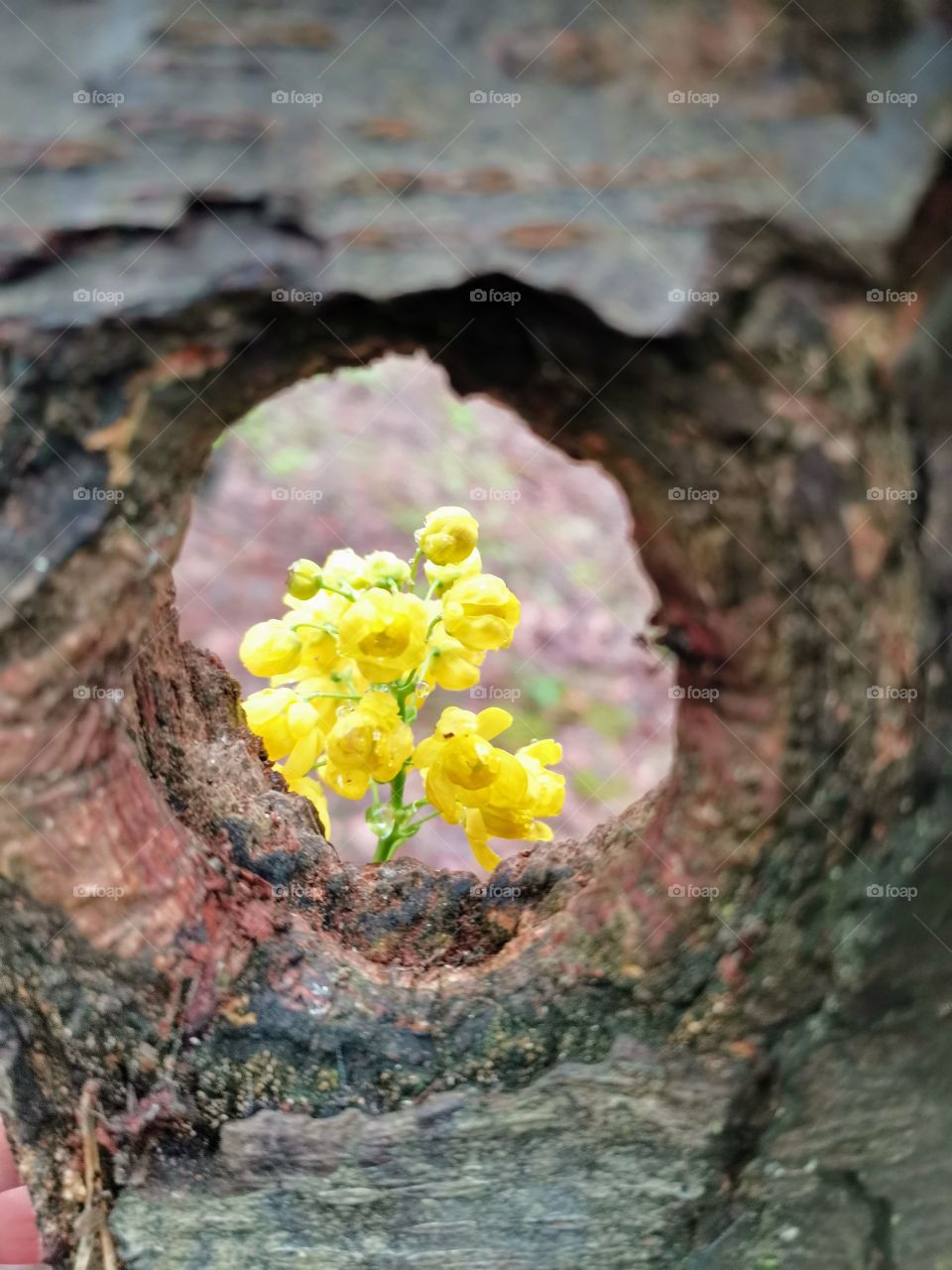 Close up view of a yellow spring flower through a wooden peephole