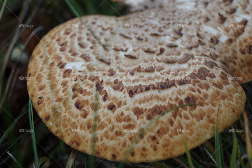 wild mushroom fungus