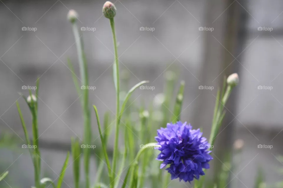 sphlox