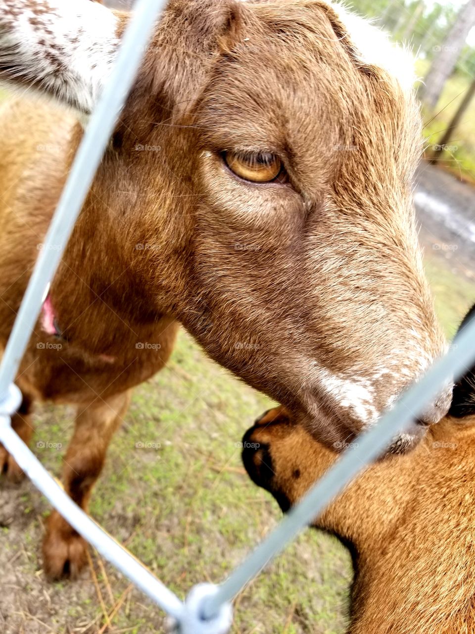 Nigerian Dwarf Goat