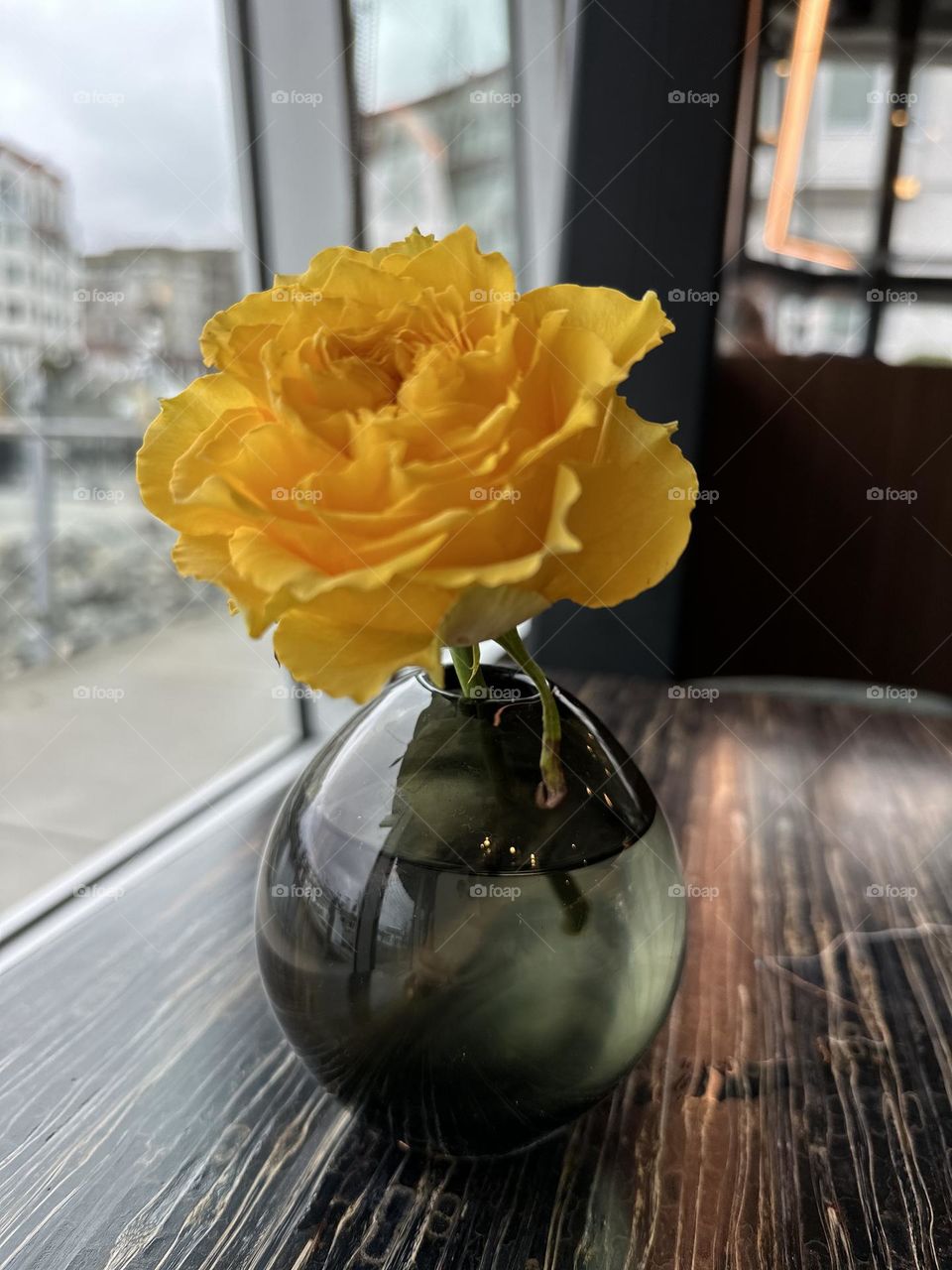 Yellow rose 