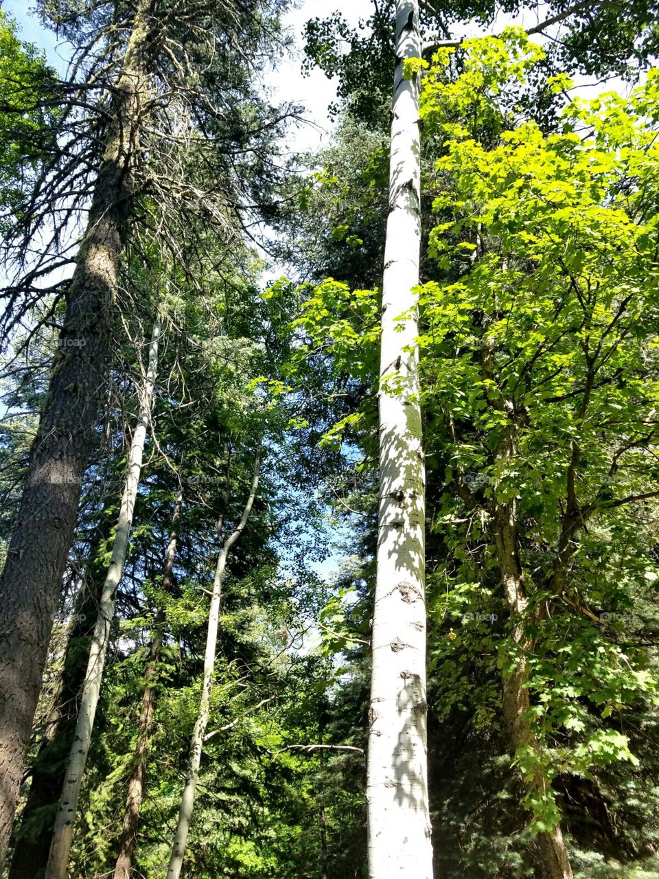 Aspen amongst the Ponderosa Pines